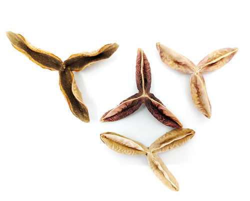 Pau Terra Estrela Pods