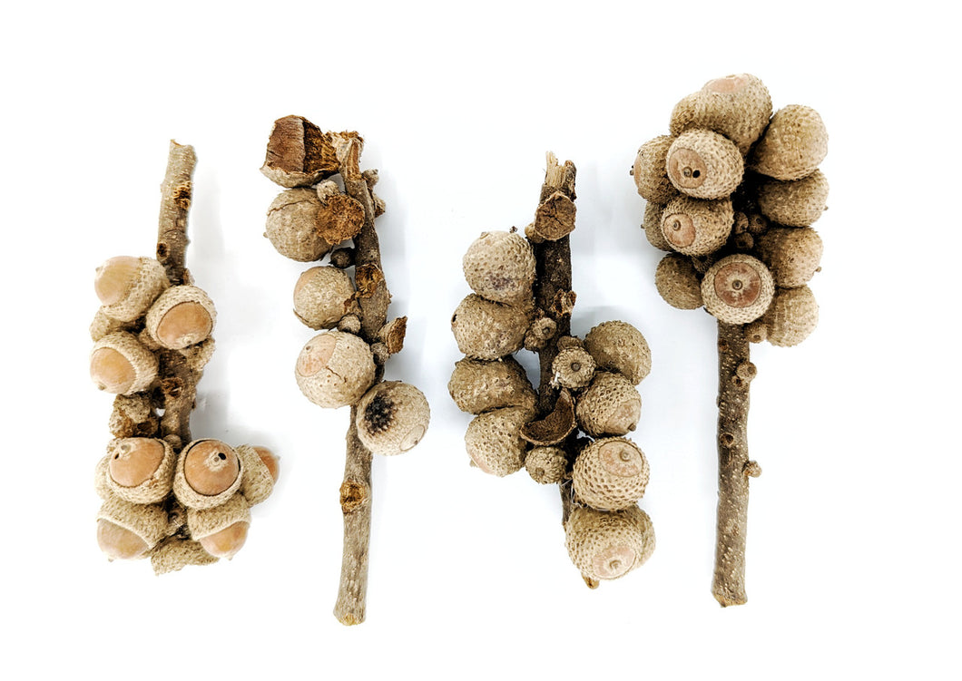 Small Acorn Brunch