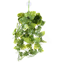 Load image into Gallery viewer, Pangea Plants