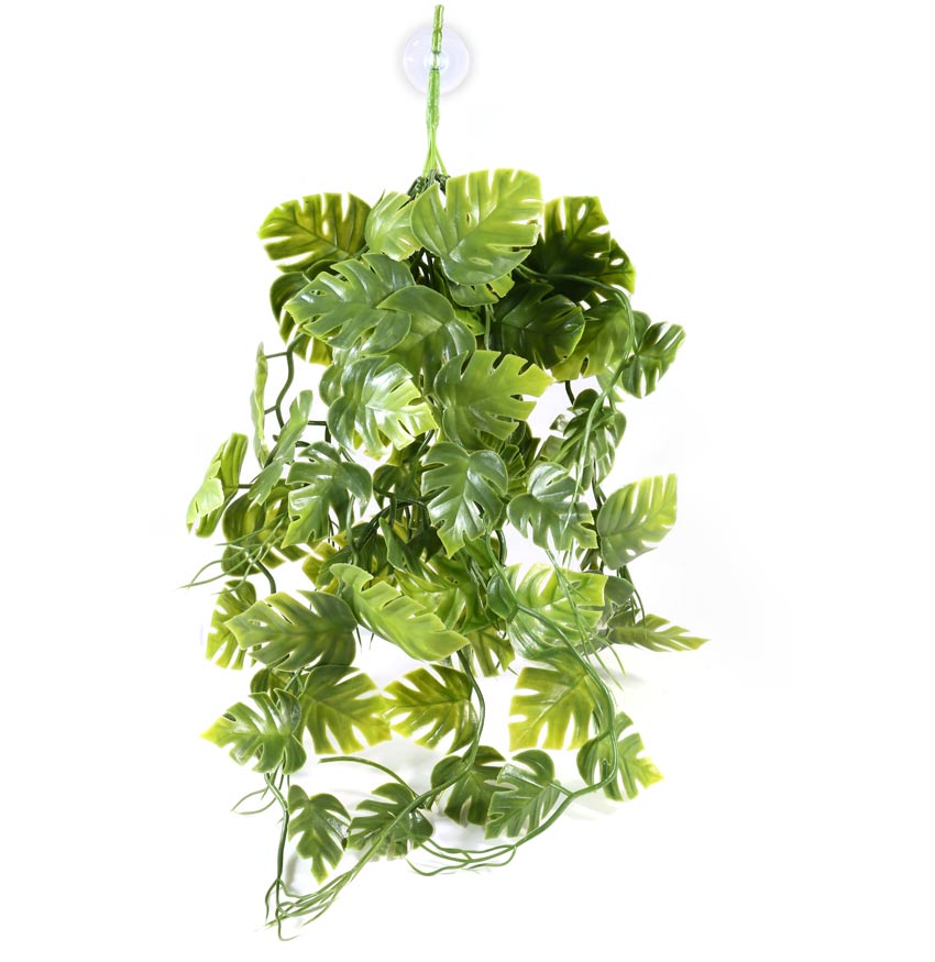 Pangea Plants