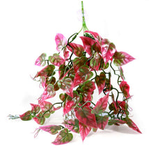 Load image into Gallery viewer, Pangea Plants