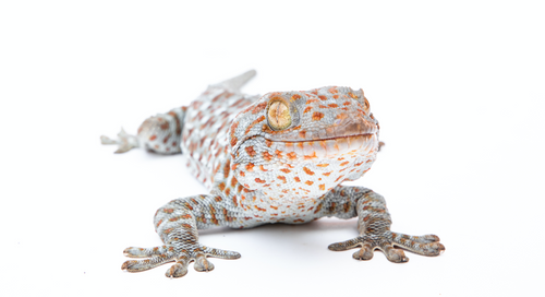 Reptile Boarding