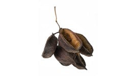 Australian Bottle Tree Pods 5 pods