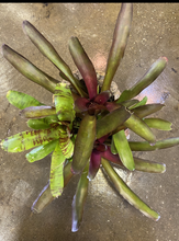 Load image into Gallery viewer, Assorted Bromeliads