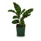 Rattlesnake Plant