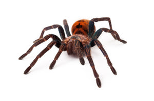 Greenbottle Blue Tarantula