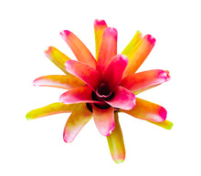 Load image into Gallery viewer, Assorted Bromeliads