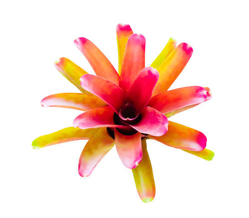Assorted Bromeliads