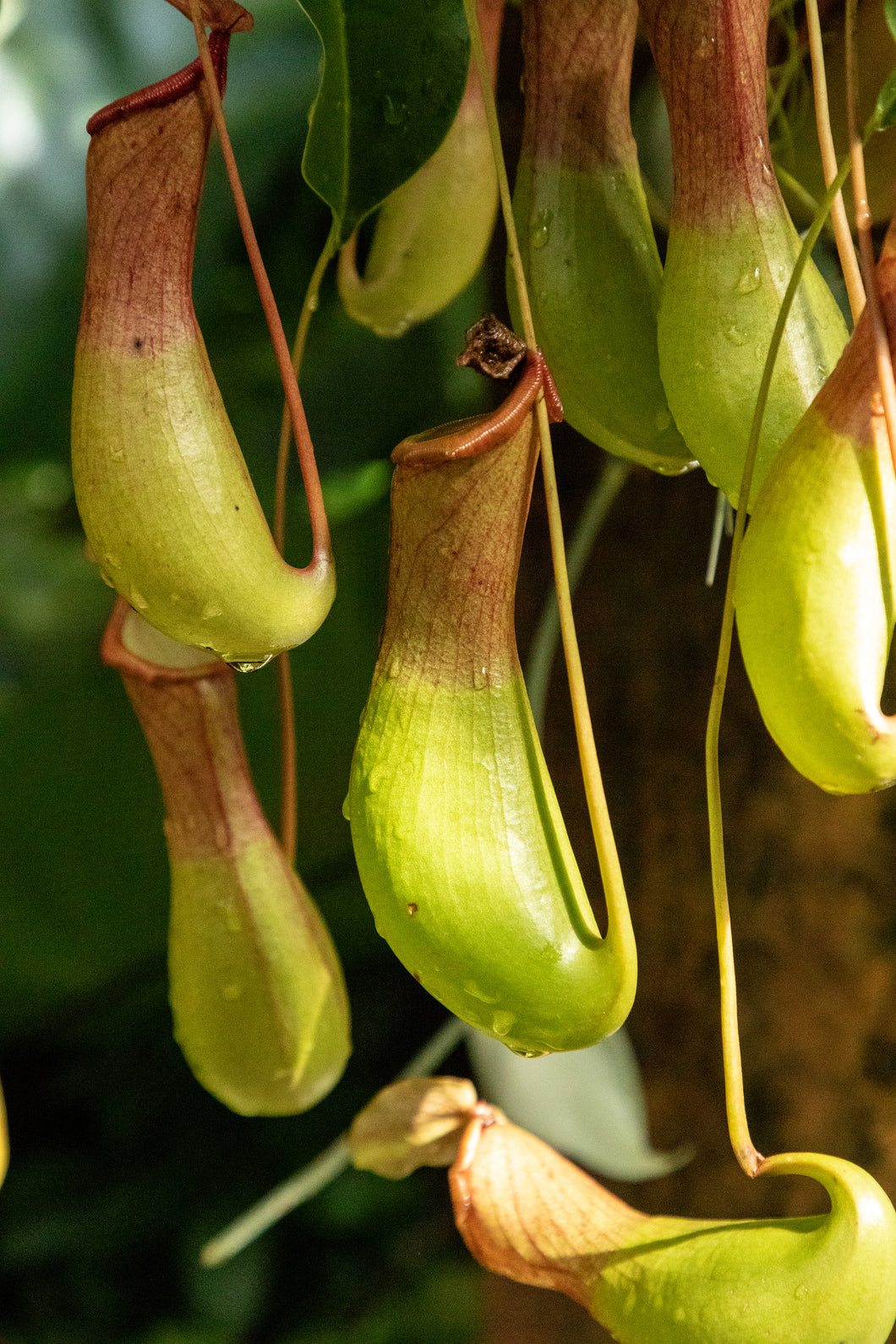 Pitcher Plant Nepenthes Ventricosa