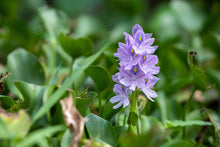 Load image into Gallery viewer, Water Hyacinth