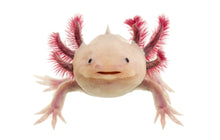 Load image into Gallery viewer, Axolotl