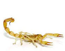 Egyptian Gold Scorpion