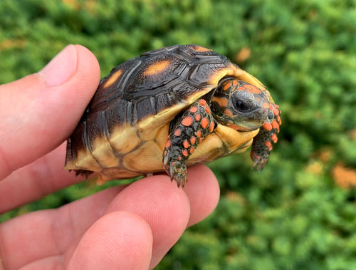 Baby Red Foot Tortoise