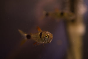 Bucktooth Tetra (Exodon)