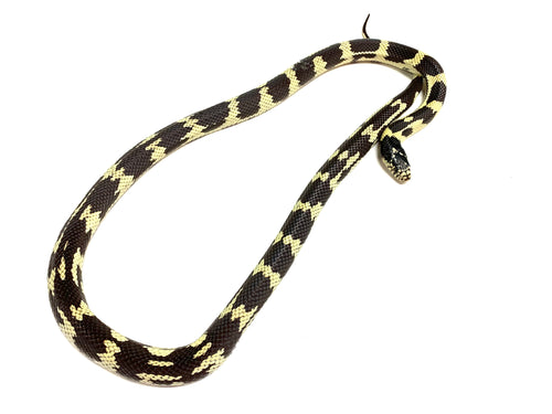 Sub-Adult California Kingsnake (Female)
