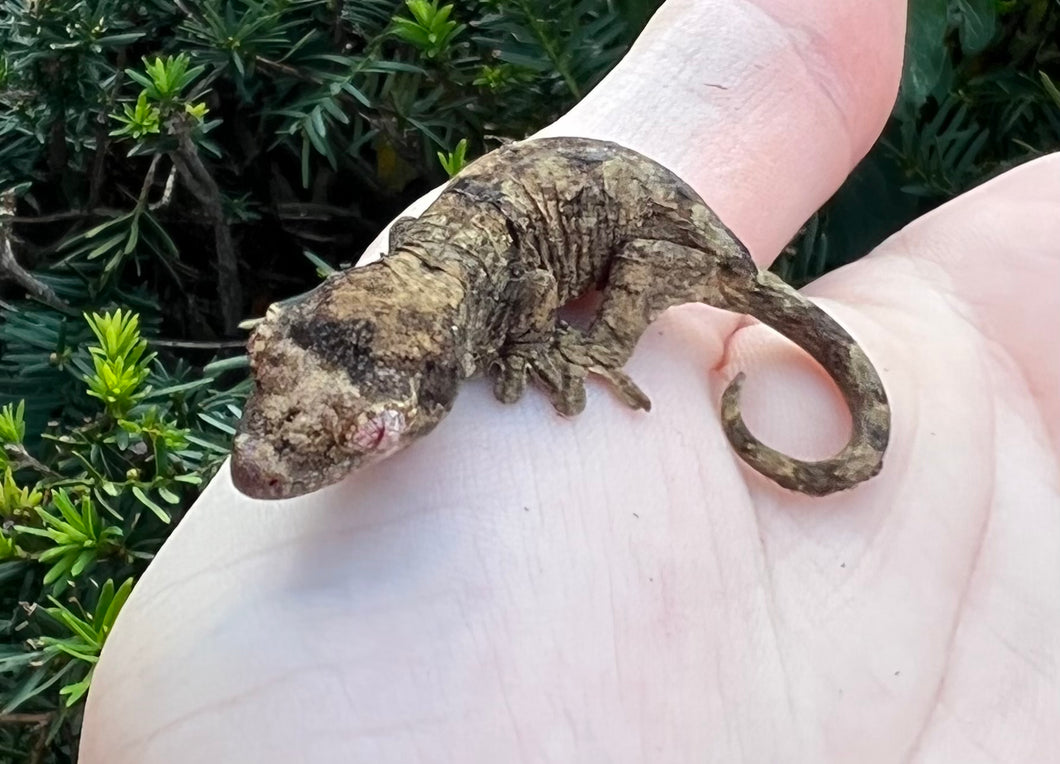 Baby Pine Island Chahoua Gecko (1)