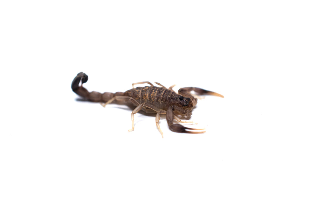 Black Fat Tail Scorpion