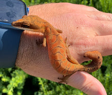 Load image into Gallery viewer, Adult Malaysian Cat Eyed Gecko (Female 1)