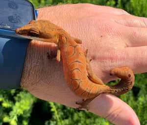 Adult Malaysian Cat Eyed Gecko (Female 1)