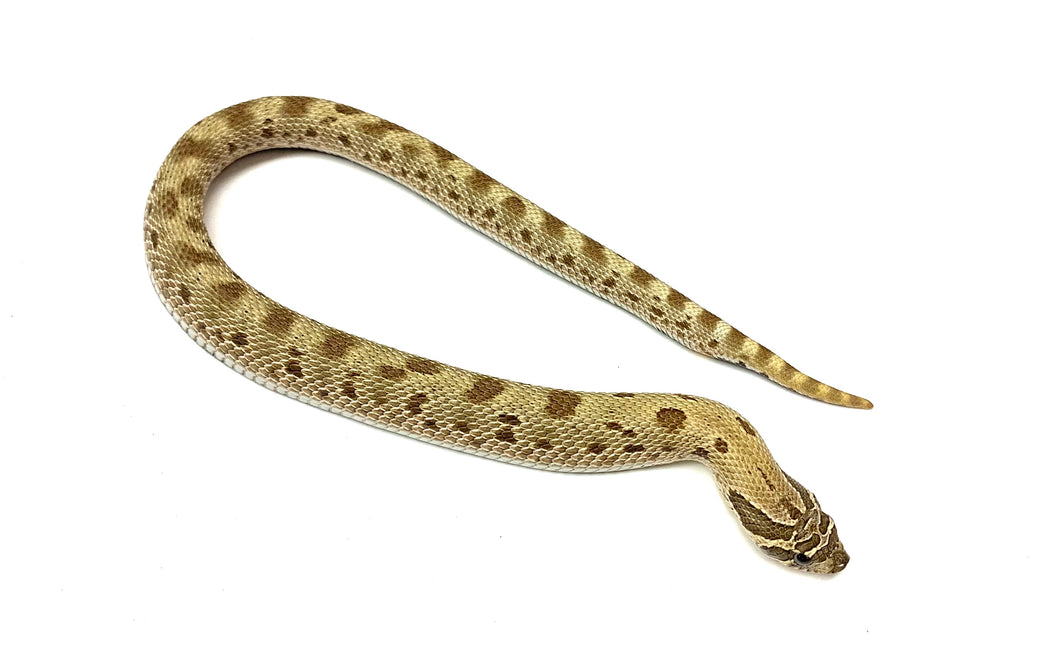 Baby Anaconda Western Hognose Snake