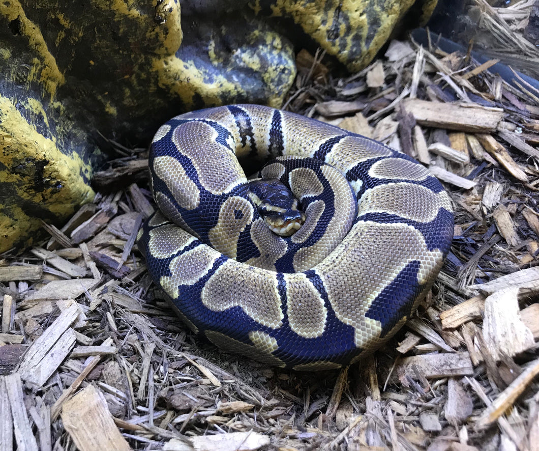 Baby Ball Python het Candy/Toffee