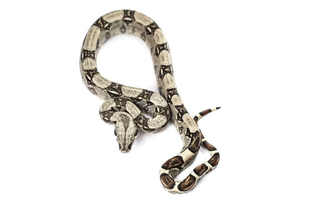 Baby Columbian Red-Tailed Boa Constrictor