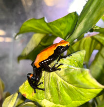 Load image into Gallery viewer, Adult Orange Splash Back Dart Frog