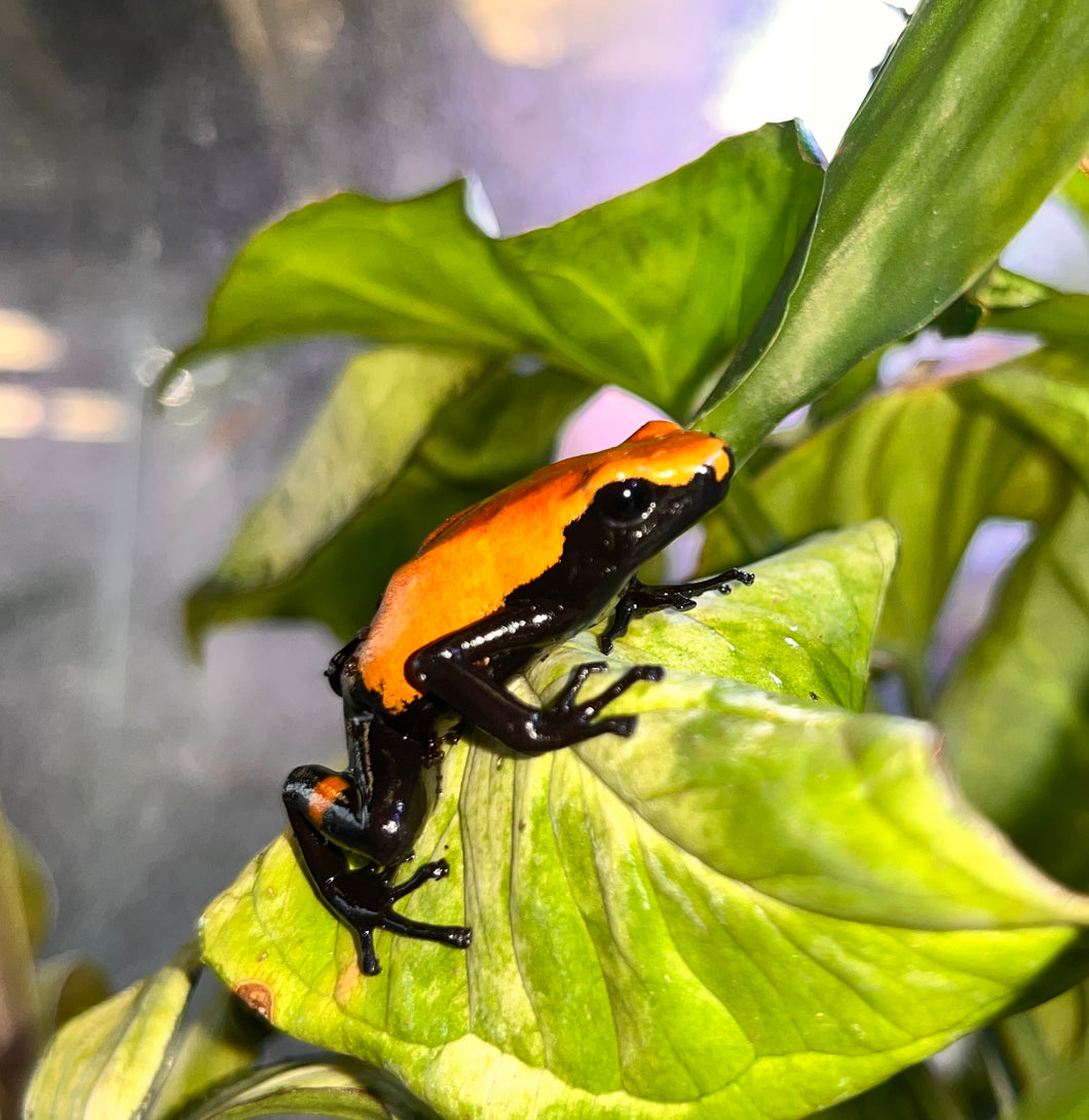 Adult Orange Splash Back Dart Frog