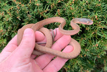 Load image into Gallery viewer, Juvenile Black Headed Cat Snake (Female)