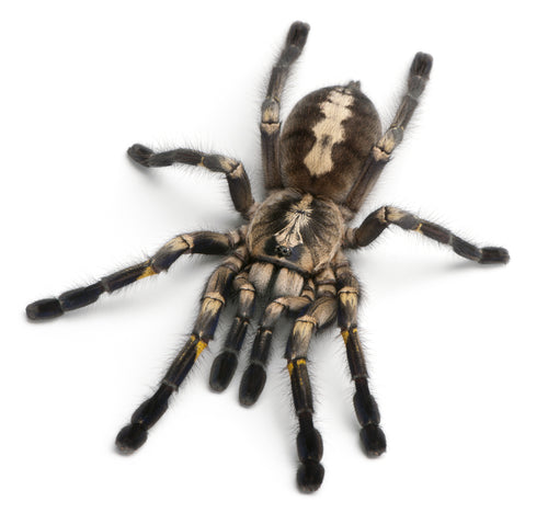 Indian Ornamental Tarantula