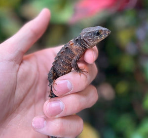 White-Eyed Crocodile Skink