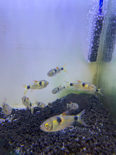 Bucktooth Tetra (Exodon)