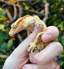 Load image into Gallery viewer, Adult Yellow Crested Gecko (Male)