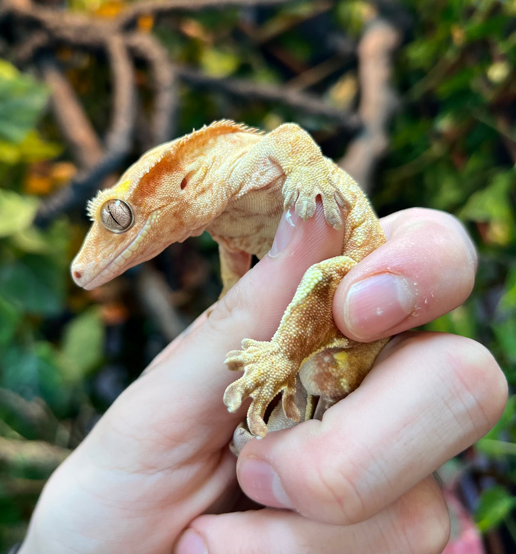 Adult Yellow Crested Gecko (Male)
