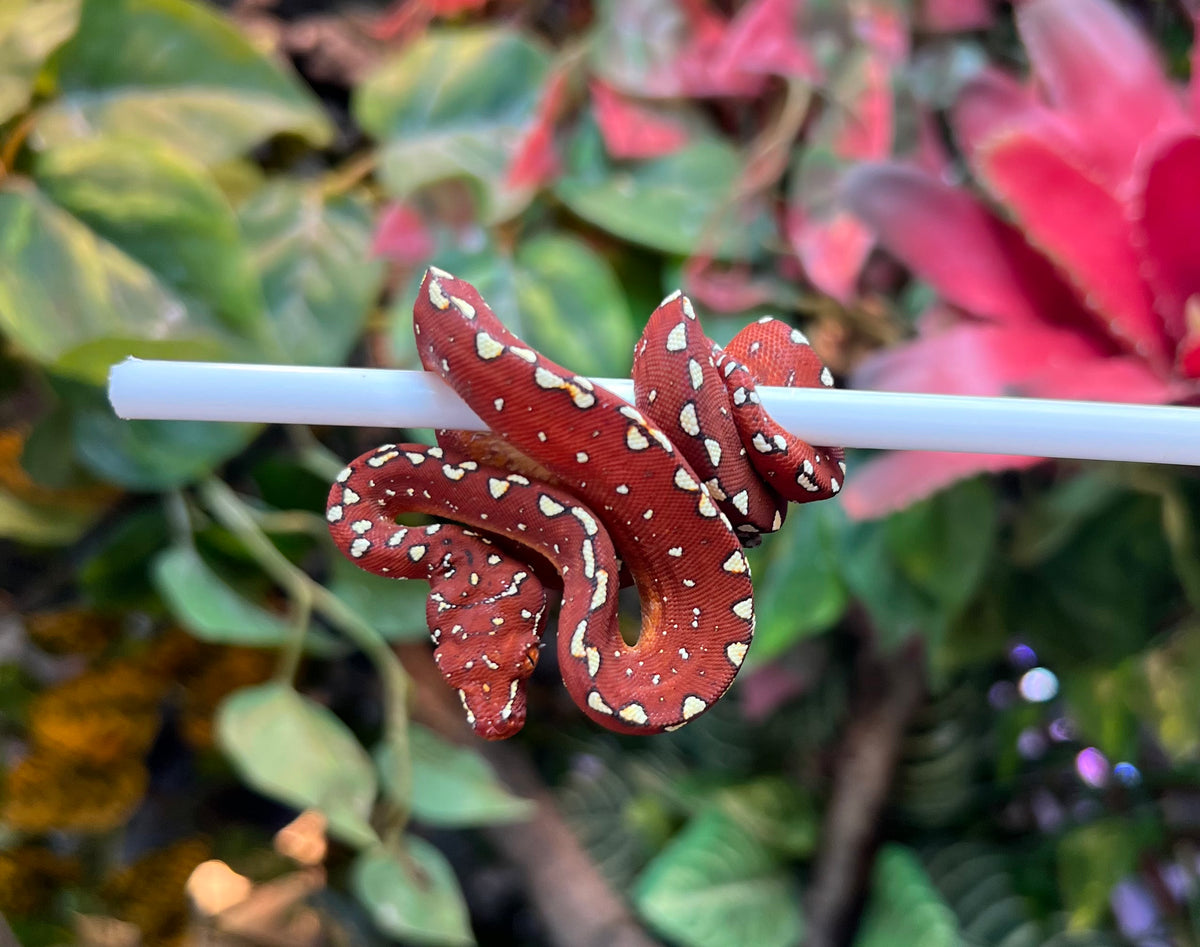 Baby Maroon Biak Green Tree Python (1) – Scales and Tails of Ohio