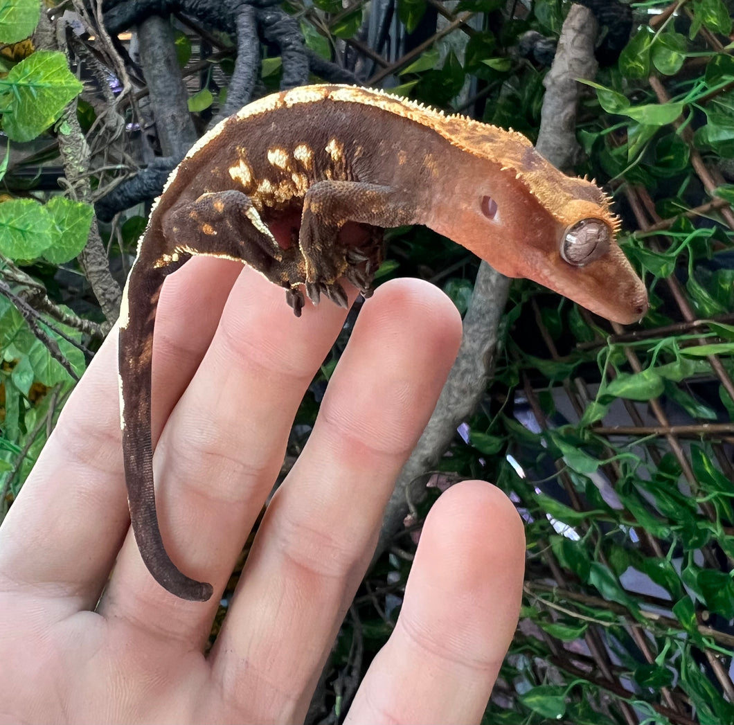 Juvenile ‘Soft Scale’ Cream Harlequin Crested Gecko (Male)
