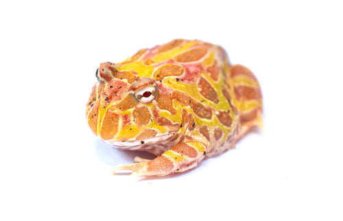 Apricot Pacman Frog