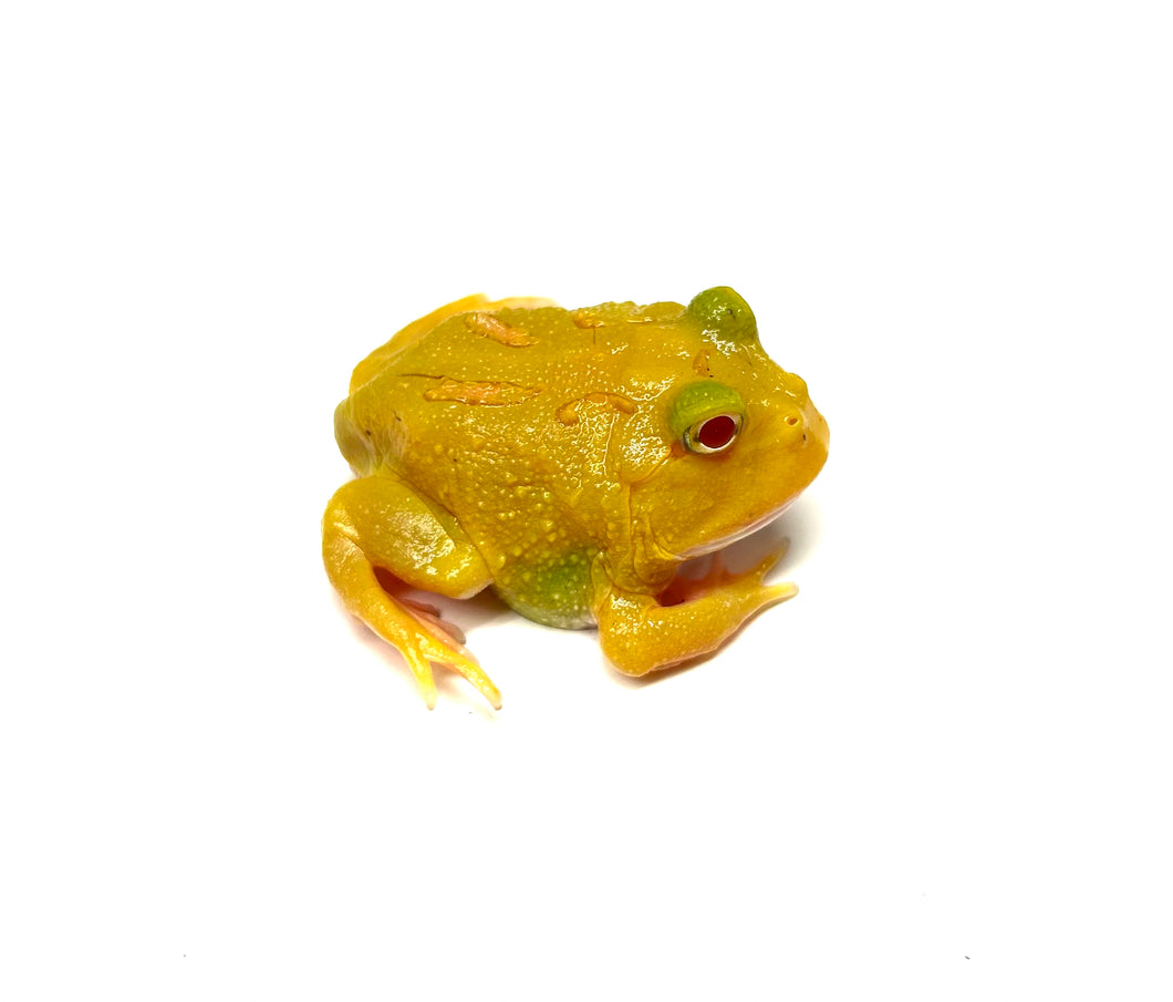 Albino Patternless Pacman Frog