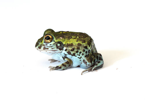 Baby Pixie Frog