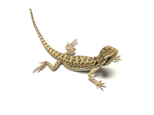 Load image into Gallery viewer, Baby Bearded Dragon