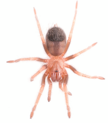 Salmon Pink Birdeater  Tarantula