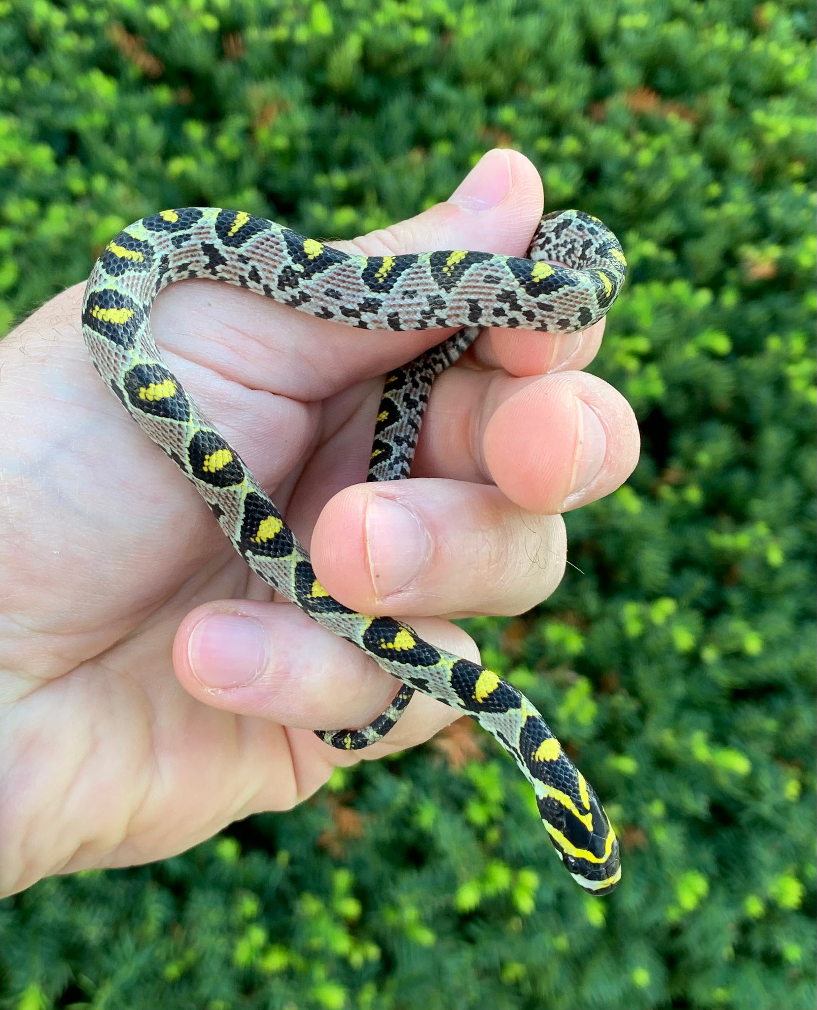 Baby Mandarin Ratsnake (Female 1) – Scales and Tails of Ohio