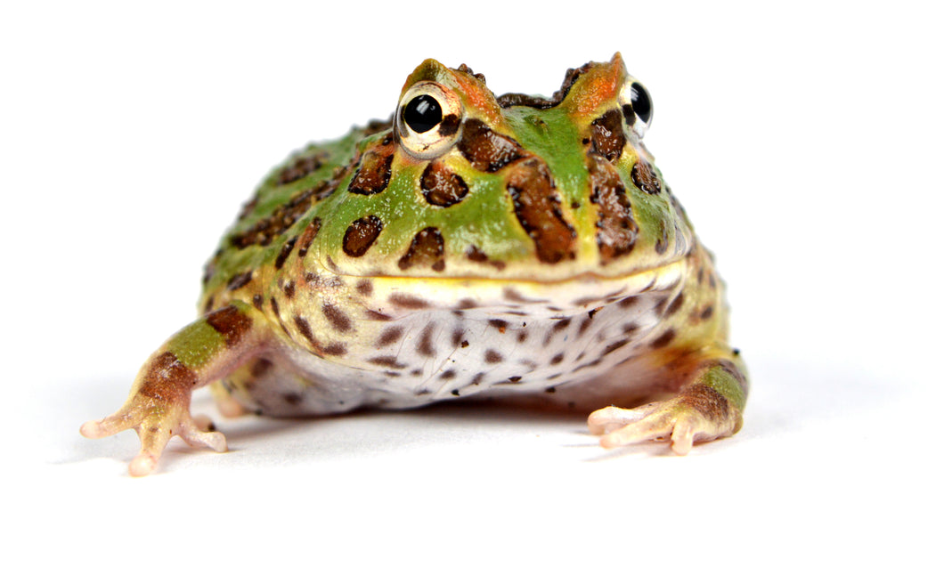 Green Pacman Frog