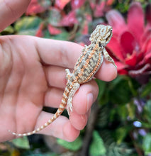 Load image into Gallery viewer, Baby High-Color Bearded Dragon