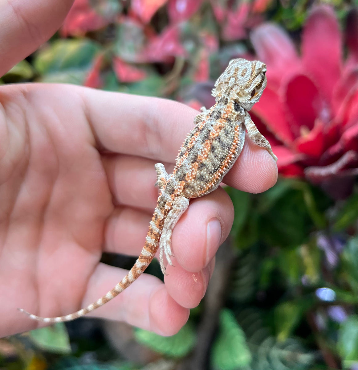 Baby High-Color Bearded Dragon – Scales and Tails of Ohio