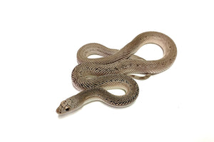 Juvenile Patternless Southern Pine Snake (Male)