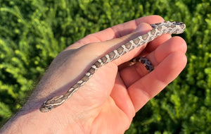 Baby Black Corn Snake