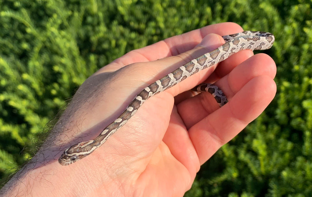 Baby Black Corn Snake
