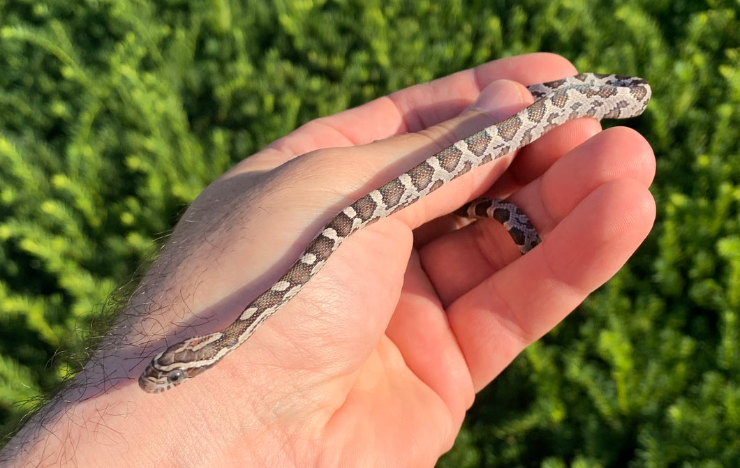 Baby Black Corn Snake