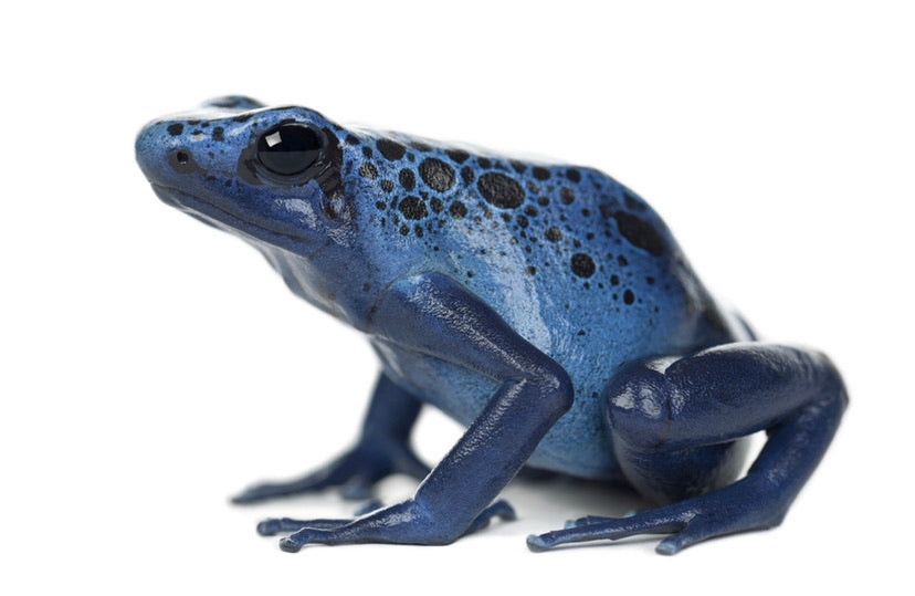 Blue & Black Azureus Dart Frog